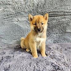 ชิบะ เพศผู้ สีแดง Shiba Boy3