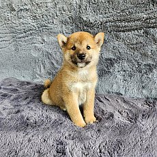 ชิบะ เพศผู้ สีแดง Shiba Boy4