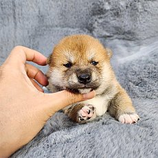 ชิบะ เพศผู้ สีแดง Shiba Boy1
