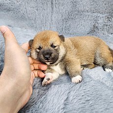 ชิบะ เพศผู้ สีแดง Shiba Girl2