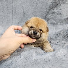 ชิบะ เพศผู้ สีแดง Shiba Male1