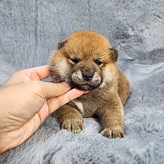 ชิบะ เพศเมีย สีแดง Shiba Female1