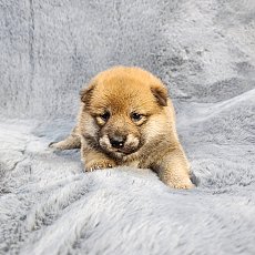 ชิบะ เพศเมีย สีแดง Shiba Female2