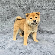 ชิบะแท้ ลูกแชมป์ Female1