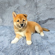 ชิบะอินุแท้ มีใบเพ็ดเต็มใบ Girl2