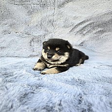 ชิบะอินุแท้ มีใบเพ็ดเต็มใบ Blacktan Boy