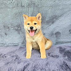 ชิบะ เพศเมีย Shiba Female