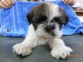 (มีบ้่านแล้วครับ)ลูกชิสุห์ เพศเมีย น่ารัก ฉีดวัคซีน ถ่ายพยาธิแล้ว