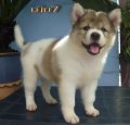 ขายลูกสุนัขบางแก้วน่ารักๆๆแท้100% 081-826-4460  ต้วน ยี่