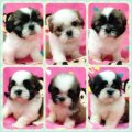ขายลูกชิสุทอย เพศเมีย 5 เพศผู้ 1 หน้าตาน่ารัก (จัดส่งได้คะ)
