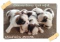 เปิดจองลูกชิสุทอย สายพันธุ์แท้ ผู้3 เมีย2 มาร์กกิ้งสวย หน้าตาน่ารัก (จัดส่งได้คะ...