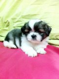 ShihTzu Toy 100% เพศเมียสามสีลายสวยขี้อ้อนสุดๆ