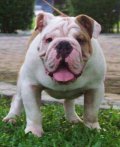 พ่อพันธุ์ Bulldog เลือดเข้มรับผสมถูก