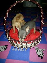 น้องชิวาวาเพศผู้มาแล้วครับ ปิดการขายครับ