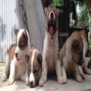 **ปิดการขาย**ขายสุนัขพันธ์ บางเเก้แท้ ผู้ 3 เมีย 3 สีขาวน้ำตาล ขนฟู ขาใหญ่ หน้าส...