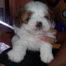 ขายลูกชิสุห์ทอยผสมพุดเดิ้ล เพศผู้  สวย ฉลาด แสนรู้ 