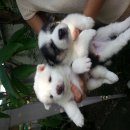 ขายลูกบางแก้ว น่ารักๆ สมบูรณ์แข็งแรง  ติดต่อ 0955600868