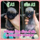 เปิดจอง ลูกปั๊๊ก ราคา 3500 บ.(ราชบุรี) 089-9164345