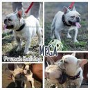 เปิดรับผสม MeGa พ่อพันธุ์เฟร้นบูลด็อก สีขาวครีม ตัวเล็ก เพ็ดเต็มใบ สายดี มีผลงาน...
