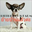 LITTLE DOG'S FARM :ย้ายบ้านแล้ว ชิวาวาสีแฟนซี(ขาว-ดำลายเสือ) ราคาพิเศษเพียง 3,50...