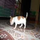 น้องชิแสนซนปนน่ารักมาแล้วค่ะ