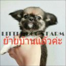 LITTLE DOG'S FARM : ย้ายบ้านแล้วค่ะ สาวน้อยชิวาวา ขนยาวสีน้ำตาล น่ารักๆ ราคาพิเศ...