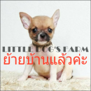 LITTLE DOG'S FARM : ย้ายบ้านแล้วค่ะ ชิวาวาขนสั้น สีแฟนซีขาว-น้ำตาล ตัวเล็ก อัพเด...