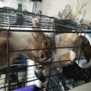 ขายชิวาว่าขนยาวพันแท้เพศเมียอายุ2เดือน