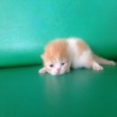 น้องแมวพร้อมเปิดให้จองครับ