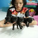 ลดสุดๆๆ ชิวาวาบ้าน ขนสั้น ไซร์เล็ก เกิด 5 พ.ค.59 พร้อมย้ายบ้านแล้ว เพศเมีย 3 ตัว