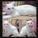 ขายแมวขาวมณีตาสีฟ้าแมวไทยมงคลสายพันธุ์แท้ เพศเมีย ตาสีฟ้าคะ