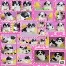 ชิสุน์ทอย แท้ น่ารักๆ อายุ50 วัน วัคซีน+ถ่ายพยาธิ โทร 087-515-9665