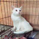 ขายแมวขาวมณีตาสีเหลืองอัมพัน เกรดสวยมากๆ แมวไทยมงคลสายพันธุ์แท้