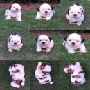 ชิสุน์  เพศ ผู้ 1เมีย1. สีขาวน้ำตาล โทร 087-515-9665