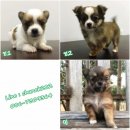 ชิวาวาขนยาว 3500 บาท