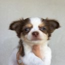 ชิวาวาขนยาวเพศเมีย