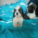 ขายลูกสุนัชชิสุทอย อายุ 65 วัน