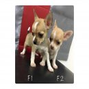 ชิวาวาขนสั้นเพศเมีย 3500 บาท