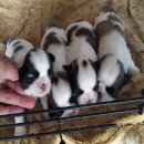 ชิสุแท้100% 