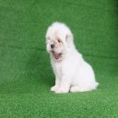 ชิสุผสมปอม เพศเมีย หย่านมแล้ว พร้อมย้ายบ้านจ้า