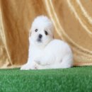 ลูกชิสุห์ หลากหลายแบบ ทั้งผู้และเมีย มีบริการส่งความน่ารักถึงบ้านคุณ