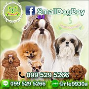 Smalldogland📍จำหน่ายชิสุห์พันธุ์แท้📍มีหลายราคา📍การันตีคุ...