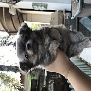 ชิวาวาขนยาวแท้ น่ารัก ราคามิตรภาพ 3,500฿