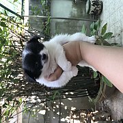 ชิวาวาขนยาว ชิวาวาแท้ หมาที่บ้านเลี้ยงเองขายเองคะ3,500฿