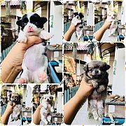 ชิวาวาขนยาว3,500฿