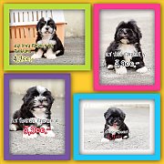 ลูกชิสุทอยแท้🐕ฟอร์มสวย🐕สีสวยสีหายาก🌟รับประกันสุขภาพ€...