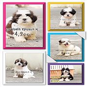 🐩ชิสุทอยแท้ทั้งหญิงและชายเรามีบริการจัดส่งทั่วไทยสนใจคลิ๊กเลย