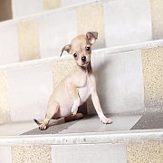🐕น้องไบหยก🐕ชิวาวาขนสั้นเพศเมีย🌟ราคาเพียง3500บาท