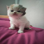 จองน้องแมวเปอร์เซีย 