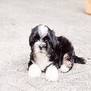 👉เด็กชายบ๊อกเซอร์🐕ชิสุแท้สีแบล็กแทน🚘เรามีบริการส่งทั่วไท...